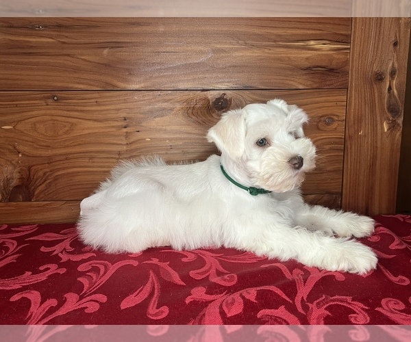 Medium Photo #3 Schnauzer (Miniature) Puppy For Sale in BIG CABIN, OK, USA