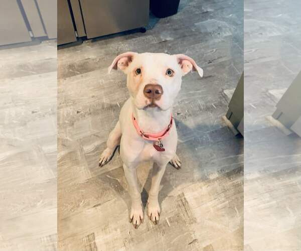 Medium Photo #7 Mutt Puppy For Sale in Catasauqua, PA, USA