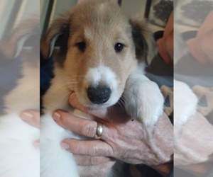Collie Puppy for sale in HARVEY, ND, USA