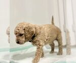 Small Photo #3 Goldendoodle Puppy For Sale in HOPE MILLS, NC, USA
