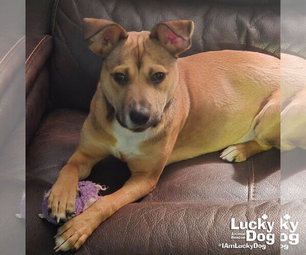 Medium Photo #1 Retriever -Unknown Mix Puppy For Sale in Washington, DC, USA