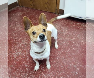 Boston Terrier-Jack Russell Terrier Mix Dogs for adoption in Fargo, ND, USA