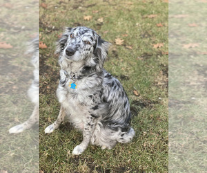 Mother of the Aussiedoodle puppies born on 10/14/2023