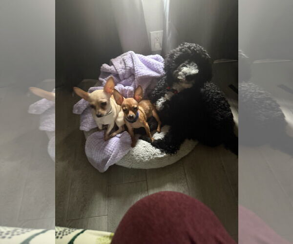 Medium Photo #7 Chihuahua Puppy For Sale in Orlando, FL, USA