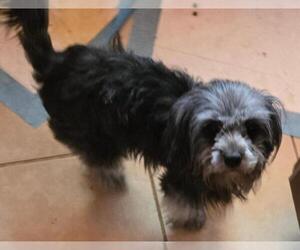 Darcy - Female Maltese-Unknown Mix Dog for Adoption - Photo #4