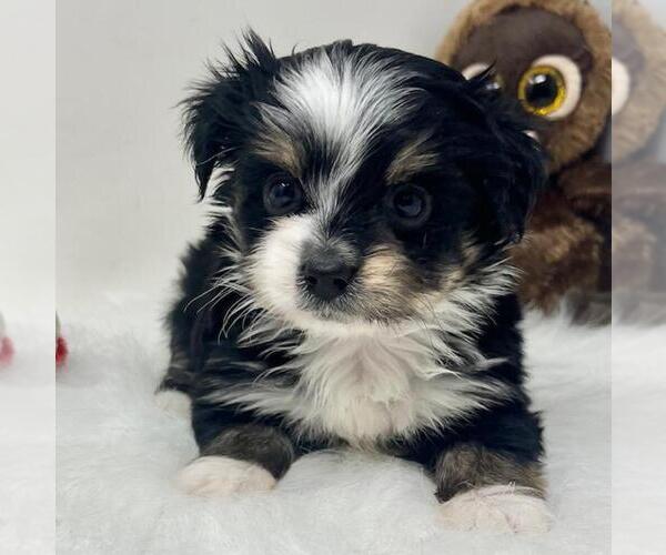 Medium Photo #25 Biewer Terrier Puppy For Sale in PEMBROKE PINES, FL, USA