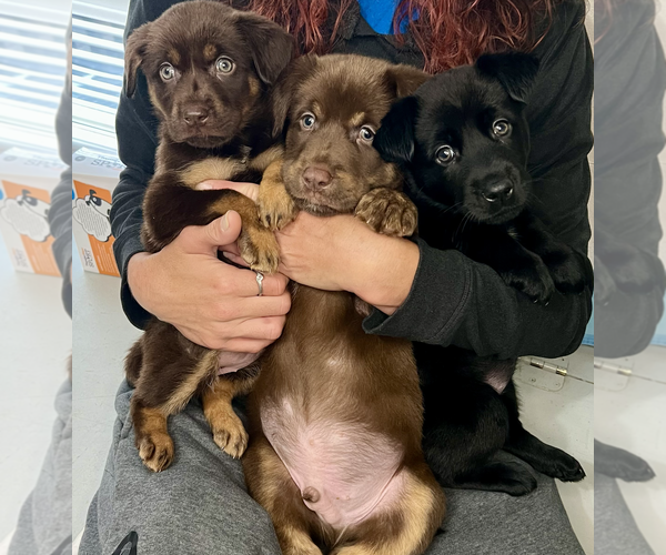 Medium Photo #3 Labrador Retriever-Unknown Mix Puppy For Sale in Bellevue, WA, USA