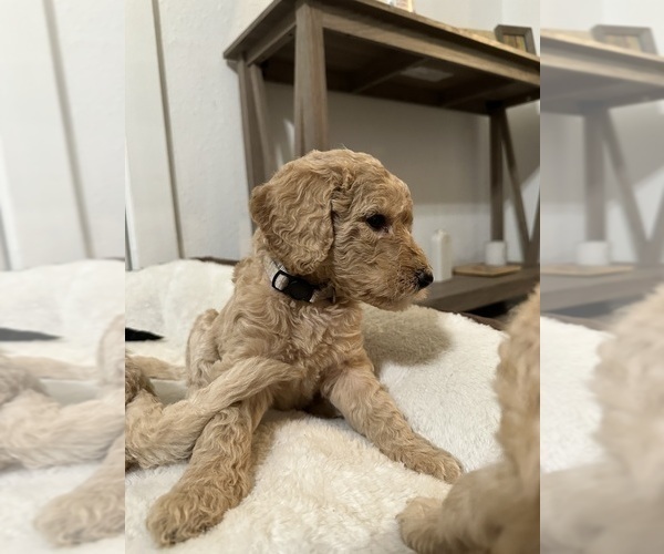 Medium Photo #2 Goldendoodle-Poodle (Standard) Mix Puppy For Sale in YAKIMA, WA, USA