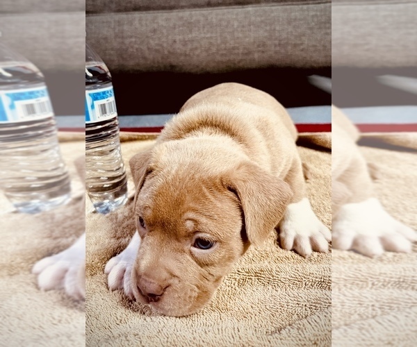 Medium Photo #18 American Bully Puppy For Sale in GROVE CITY, MN, USA