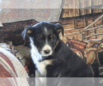Puppy 2 Australian Cattle Dog-Border Collie Mix