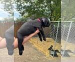 Small Photo #5 Cane Corso Puppy For Sale in COLORADO SPRINGS, CO, USA