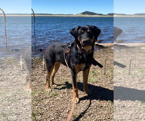 RILEY #13 - Female Aussiedor Dog for Adoption - Photo #2