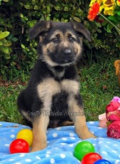 German Shepherd Dog Puppy for sale in MIAMI, FL, USA