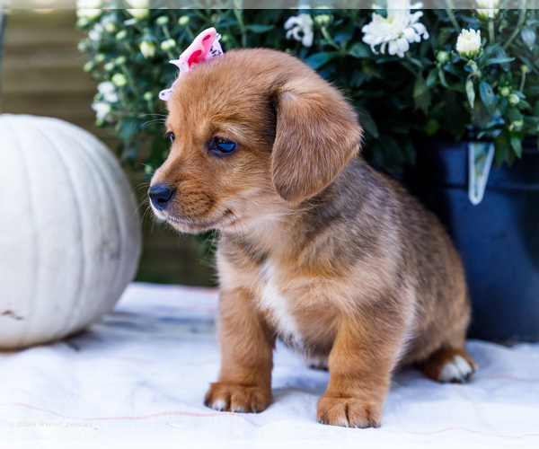 Medium Photo #3 Dorgi Puppy For Sale in WAKARUSA, IN, USA