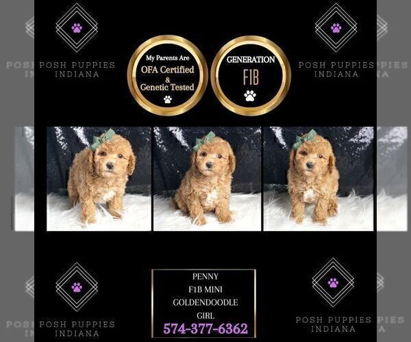 Medium Photo #29 Goldendoodle (Miniature) Puppy For Sale in WARSAW, IN, USA