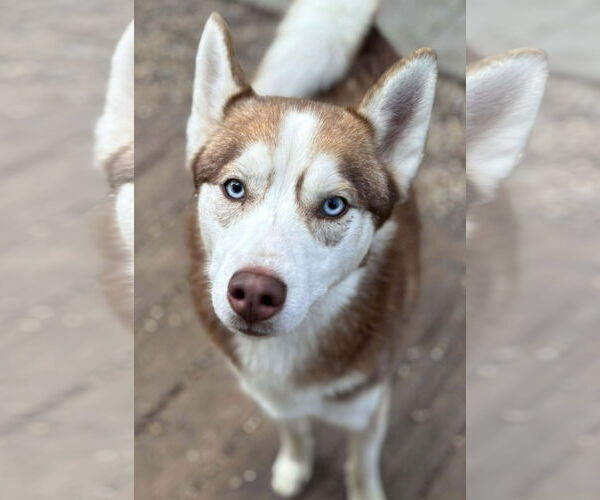 Medium Photo #1 Siberian Husky Puppy For Sale in Matawan, NJ, USA