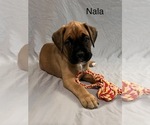 Puppy Nala Boxer