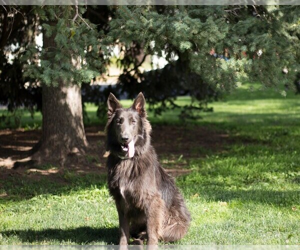 Medium Photo #1 German Shepherd Dog Puppy For Sale in FORT COLLINS, CO, USA