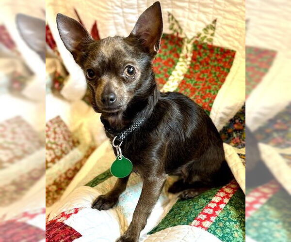 Medium Photo #1 Chihuahua Puppy For Sale in Cary, NC, USA