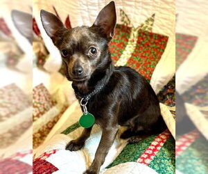 Chihuahua Dogs for adoption in Cary, NC, USA