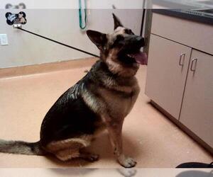 Medium German Shepherd Dog