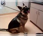 Small German Shepherd Dog