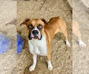 Boxer Dogs for adoption in Austin, TX, USA