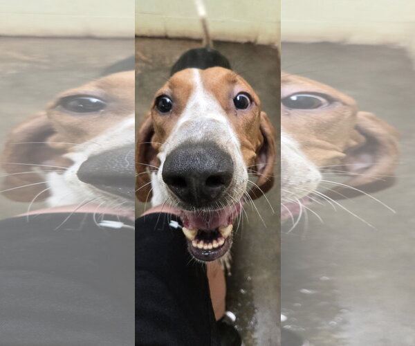 Medium Photo #6 Coonhound Puppy For Sale in Jackson, MS, USA