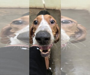 Jethro - Male Coonhound Dog for Adoption - Photo #6