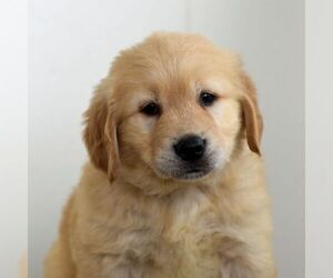 Golden Retriever Puppy for sale in NEWPORT, PA, USA