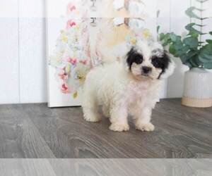 Poochon Puppy for sale in BEL AIR, MD, USA