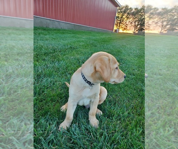 Medium Photo #9 Labrador Retriever Puppy For Sale in SABETHA, KS, USA