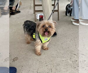 Mutt Dogs for adoption in Mooresville, NC, USA