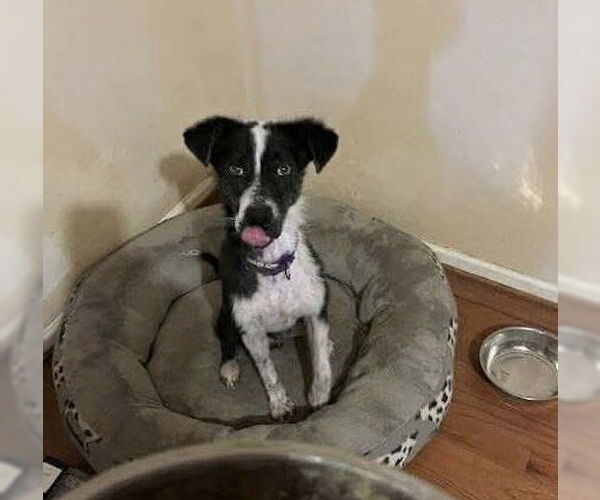 Medium Photo #2 Australian Shepherd-Unknown Mix Puppy For Sale in Westwood, NJ, USA