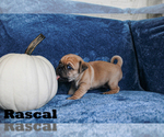 Small Photo #4 Jug Puppy For Sale in SHOEMAKERSVILLE, PA, USA