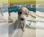 Small #5 Poodle (Standard)