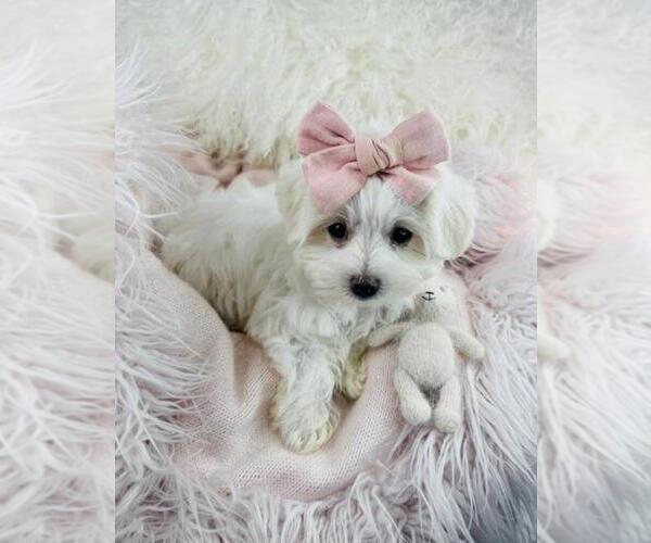Medium Photo #2 Maltese Puppy For Sale in PEMBROKE PINES, FL, USA