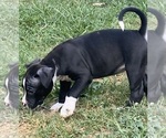 Puppy Puppy 3 American Pit Bull Terrier