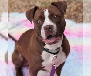 Mutt Dogs for adoption in Philadelphia, PA, USA