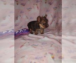 Small #8 Yorkshire Terrier