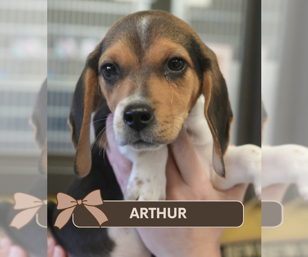 Medium Photo #1 Beagle Puppy For Sale in Brooklyn, NY, USA