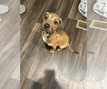 Small #1 American Staffordshire Terrier Mix