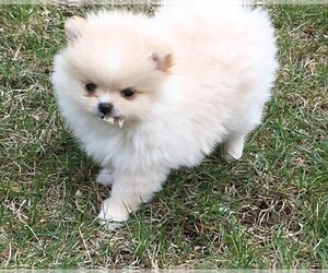 Pomeranian Puppy for Sale in SHAWANO, Wisconsin USA