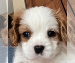 Small Photo #3 Cavalier King Charles Spaniel Puppy For Sale in LOCKPORT, IL, USA