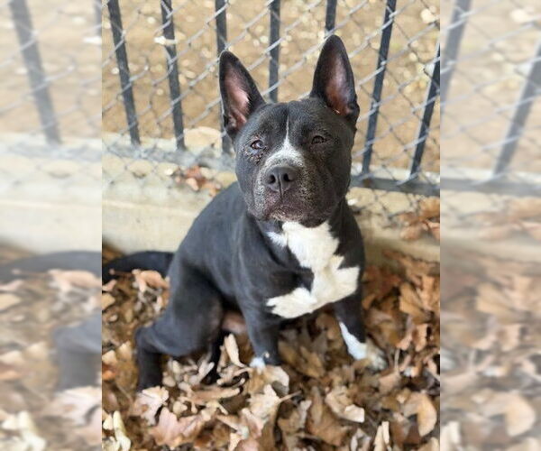 Medium Photo #1 Mutt Puppy For Sale in Riverside, CA, USA