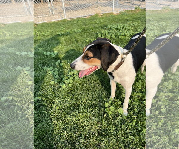 Medium Photo #3 Mutt Puppy For Sale in Emmett, ID, USA