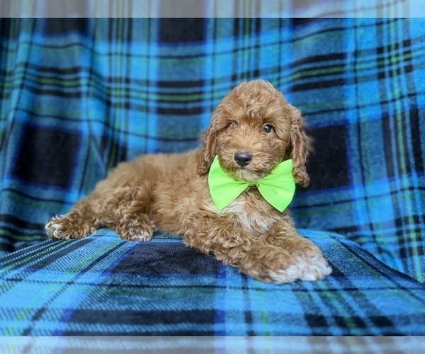 Medium Photo #8 Poodle (Miniature) Puppy For Sale in LAKELAND, FL, USA