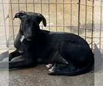 Small Labrador Retriever Mix