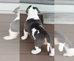 Medium American Bully