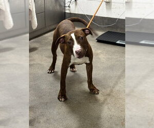 Mutt Dogs for adoption in Forestville, MD, USA
